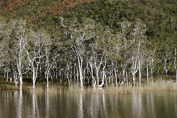 포토 JPG 주간 나무 식물 해외풍경 해외 호수 백그라운드 자연 산 풍경 사람없음 야외 강 오세아니아 휴양지 뉴칼레도니아 국내포토 자연요소 나라 장소 생태계 파일형식