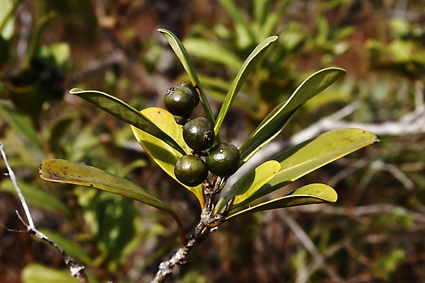 포토 JPG 주간 식물 해외풍경 해외 열매 줄기 배경화면 백그라운드 잎 자연 풍경 사람없음 야외 초록색 오세아니아 뉴칼레도니아 블루리버파크 국내포토 자연요소 나라 컬러 생태계 파일형식