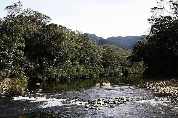포토 JPG 주간 나무 식물 해외풍경 해외 자연 풍경 사람없음 야외 물 계곡 흐름 오세아니아 뉴칼레도니아 누메아 블루리버파크 국내포토 자연요소 나라 컨셉 생태계 파일형식