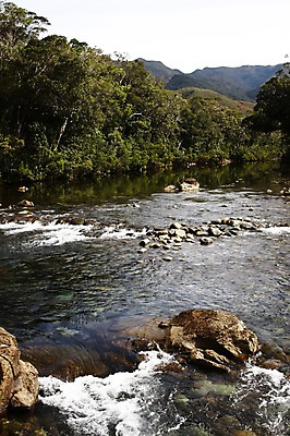 포토 JPG 주간 나무 식물 해외풍경 해외 자연 풍경 사람없음 야외 물 계곡 흐름 돌_바위 오세아니아 뉴칼레도니아 누메아 블루리버파크 국내포토 자연요소 나라 컨셉 생태계 파일형식