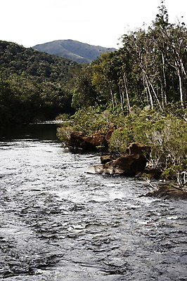 포토 JPG 주간 나무 식물 해외풍경 해외 자연 풍경 사람없음 야외 물 계곡 흐름 오세아니아 뉴칼레도니아 누메아 블루리버파크 국내포토 자연요소 나라 컨셉 생태계 파일형식