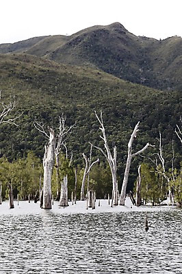 포토 JPG 주간 나무 식물 해외풍경 해외 호수 백그라운드 자연 산 풍경 사람없음 야외 강 오세아니아 휴양지 뉴칼레도니아 국내포토 자연요소 나라 장소 생태계 파일형식