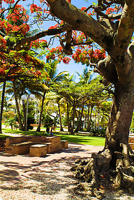 포토 JPG 주간 나무 식물 해외풍경 해외 공원 꽃 백그라운드 벤치 의자 자연 풍경 상반신 야외 두명 야자수 오세아니아 휴양지 뉴칼레도니아 누메아 국내포토 자연요소 공공시설 나라 가구 사람 장소 생태계 파일형식