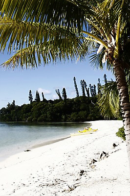 포토 JPG 주간 나무 식물 해외풍경 해외 바다 백그라운드 요트 자연 풍경 해변 사람없음 야외 모래사장 야자수 보트 오세아니아 휴양지 뉴칼레도니아 국내포토 자연요소 나라 장소 배 생태계 선박 파일형식