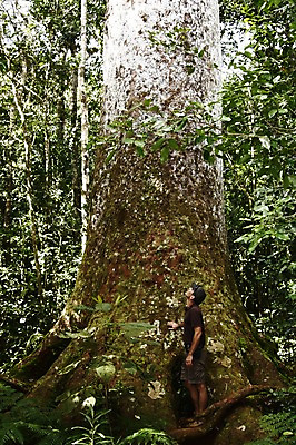 포토 JPG 주간 나무 식물 해외풍경 해외 남자 로우앵글 자연 한명 사람 성인 야외 올려보기 오세아니아 숲 큼 뉴칼레도니아 카오리나무 남자만 남자한명만 성인남자만 성인만 국내포토 자연요소 1 나라 뷰포인트 모션 풍경 크기 생태계 파일형식