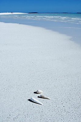 포토 JPG 주간 해외풍경 해외 바다 백그라운드 자연 풍경 해변 사람없음 야외 모래사장 오세아니아 소라 휴양지 고둥 뉴칼레도니아 국내포토 자연요소 나라 어패류 장소 생태계 파일형식