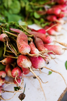 포토 JPG 식물 다수 백그라운드 채소 식재료 사람없음 야외 아웃포커스 빨간색 농작물 여러개 뿌리 적환무 국내포토 컬러 농업 촬영기법 무 파일형식