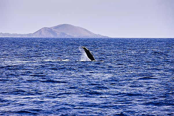 포토 JPG 주간 동물 한마리 해외풍경 해외 바다 포유류 풍경 사람없음 야외 수영 수중동물 고래 하와이 남태평양 혹등고래 국내포토 자연요소 1 미국 수상스포츠 태평양 파일형식