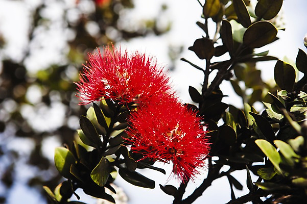 포토 JPG 주간 식물 꽃 백그라운드 잎 꽃나무 사람없음 야외 아웃포커스 빨간색 나뭇가지 하와이 오히아레후아 국내포토 자연요소 나무 컬러 촬영기법 미국 파일형식