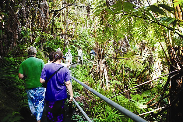 포토 JPG 주간 나무 식물 해외풍경 해외 길 여행 사람 풍경 여러명 야외 뒷모습 울타리 여행객 트래킹 열대우림 열대식물 하와이 남태평양 국내포토 자연요소 뷰포인트 다수 레저 담장 미국 숲 태평양 파일형식