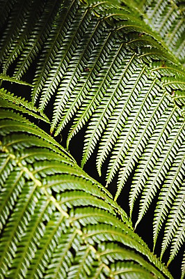 포토 JPG 주간 식물 해외 백그라운드 잎 사람없음 야외 아웃포커스 초록색 하와이 고사리 양치식물 국내포토 자연요소 컬러 채소 촬영기법 미국 파일형식