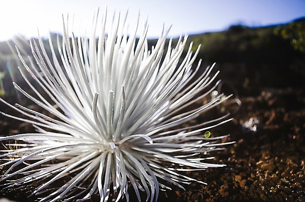 포토 JPG 주간 식물 백그라운드 근접촬영 사람없음 야외 아웃포커스 흰색 하와이 희귀식물 국내포토 멸종위기종 자연요소 뷰포인트 컬러 촬영기법 미국 파일형식