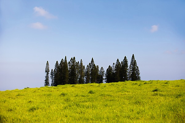 포토 JPG 주간 나무 식물 구름 해외풍경 해외 하늘 풍경 초원 사람없음 야외 목초지 언덕 하와이 국내포토 자연요소 미국 목장 파일형식 초원_자연