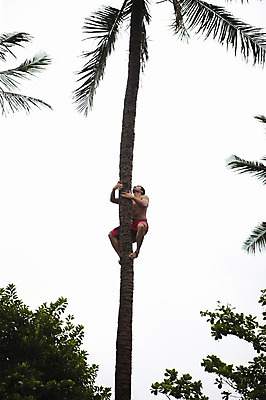 포토 JPG 주간 나무 식물 남자 로우앵글 매달리기 한명 사람 성인 야외 오르기 하와이 남태평양 나무타기 코코넛나무 남자만 남자한명만 성인남자만 성인만 국내포토 자연요소 1 뷰포인트 모션 미국 태평양 파일형식