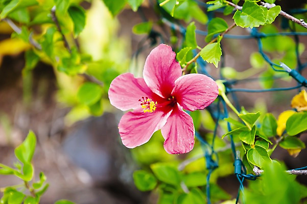 포토 JPG 주간 식물 꽃 줄기 분홍색 백그라운드 잎 한송이 사람없음 야외 아웃포커스 들꽃 하와이 꽃수술 국내포토 자연요소 1 컬러 촬영기법 미국 송이 파일형식