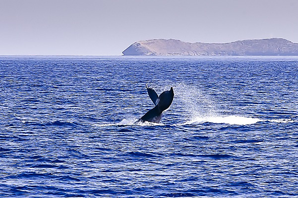 포토 JPG 주간 동물 한마리 해외풍경 해외 바다 포유류 풍경 사람없음 야외 수영 수중동물 고래 꼬리 하와이 남태평양 혹등고래 국내포토 자연요소 1 미국 수상스포츠 태평양 파일형식
