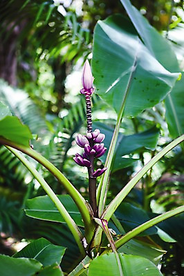 포토 JPG 주간 식물 해외 꽃 줄기 백그라운드 잎 사람없음 야외 아웃포커스 보라색 열대식물 꽃봉오리 하와이 국내포토 자연요소 컬러 촬영기법 미국 파일형식