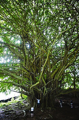 포토 JPG 주간 외국인 나무 식물 해외풍경 해외 줄기 백그라운드 사람 풍경 여러명 성인 야외 관광지 여행객 큼 하와이 남태평양 반얀트리 성인만 국내포토 자연요소 여행 다수 인종 미국 크기 태평양 파일형식