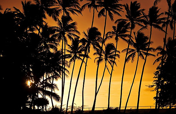 포토 JPG 주간 나무 식물 해외풍경 해외 실루엣 백그라운드 자연 풍경 사람없음 야외 야자수 햇빛 태양 일출 노을 일몰 휴양지 하와이 국내포토 자연요소 촬영기법 미국 장소 생태계 파일형식
