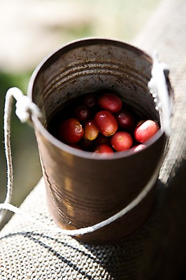 포토 JPG 주간 식물 해외풍경 해외 열매 커피 줄 백그라운드 사람없음 야외 아웃포커스 끈 캔 낟알 부식 담기 하와이 커피열매 국내포토 자연요소 음료 모션 촬영기법 풍경 미국 파일형식