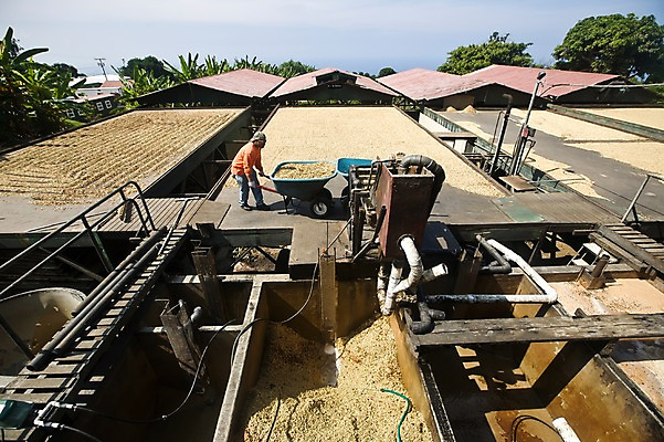 포토 JPG 주간 해외풍경 해외 남자 건조 한명 사람 풍경 성인 야외 하이앵글 농장 기계 하와이 남태평양 자동화 커피농장 남자만 남자한명만 성인남자만 성인만 국내포토 자연요소 1 뷰포인트 농업 미국 태평양 파일형식