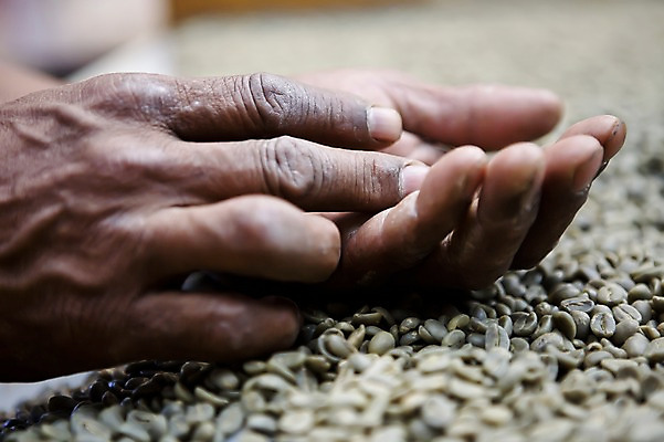 포토 JPG 주간 식물 손 커피 다수 백그라운드 사람 손짓 아웃포커스 신체부위 여러개 원두 선택 국내포토 자연요소 음료 컨셉 모션 촬영기법 파일형식