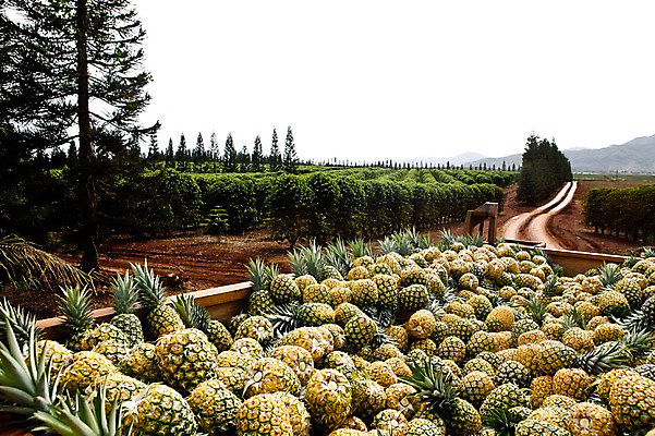 포토 JPG 주간 나무 식물 해외풍경 해외 다수 과일 자연 풍경 사람없음 야외 농작물 농장 여러개 수확 파인애플 하와이 국내포토 자연요소 농업 미국 열대과일 생태계 파일형식