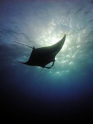 포토 JPG 주간 동물 한마리 해외풍경 해외 바다 로우앵글 자연 어류 풍경 사람없음 야외 바닷속 수영 수중동물 하와이 남태평양 가오리 수중사진 국내포토 자연요소 1 뷰포인트 수중 미국 수상스포츠 생태계 태평양 파일형식