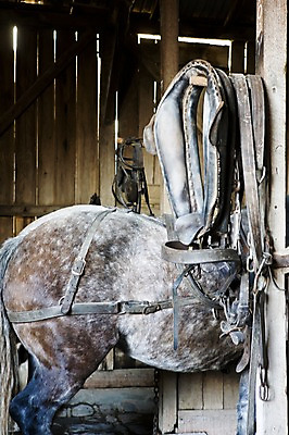 포토 JPG 주간 동물 한마리 해외풍경 해외 풍경 사람없음 야외 도구 말_동물 호주 안장 마굿간 걸림 멜버른 소버린힐 국내포토 자연요소 1 포유류 모션 오세아니아 외양간 파일형식