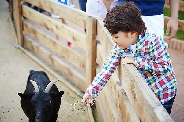 포토 JPG 주간 동물 라이프스타일 남자 어린이 염소 동물원 한명 사람 동양인 소년 상반신 야외 옆모습 아웃포커스 울타리 소풍 한국인 먹이 구경 흑염소 남자만 남자한명만 어린이만 소년한명만 국내포토 자연요소 1 뷰포인트 포유류 촬영기법 인종 생활 담장 야외활동 소년만 파일형식