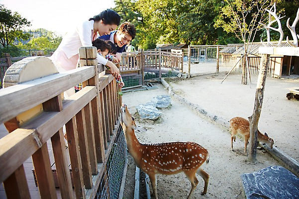 포토 JPG 주간 나무 식물 동물 라이프스타일 여자 남자 딸 아들 어린이 가족 엄마 사슴 동물원 서기 미소 웃음 사람 동양인 소녀 소년 여러명 성인 야외 옆모습 30대 울타리 부모 소풍 한국인 자녀 아빠 먹이 구경 국내포토 자연요소 뷰포인트 다수 포유류 관계 모션 표정 인종 생활 장년 담장 야외활동 파일형식