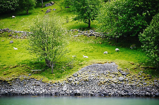 포토 JPG 주간 나무 식물 동물 해외풍경 유럽 호수 유럽풍경 포유류 자연 북유럽 노르웨이 풍경 잔디 사람없음 야외 양 풀 국내포토 자연요소 해외 나라 생태계 파일형식