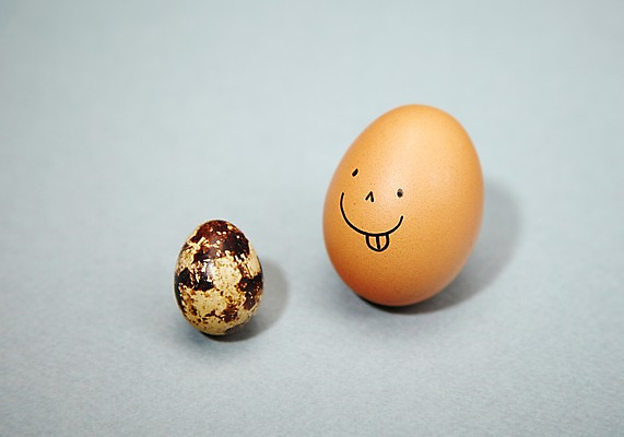 포토 JPG 스튜디오촬영 음식 백그라운드 컨셉 재료 실내 표정 미소 웃음 사람없음 계란 알 메추리알 메추리 국내포토 내부 파일형식