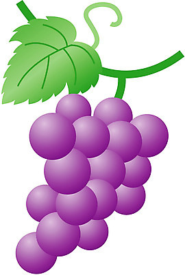 EPS 클립아트 식물 열매 과일 일러스트 포도 농작물 포도송이 송이 국내일러스트 농업 파일형식 벡터
