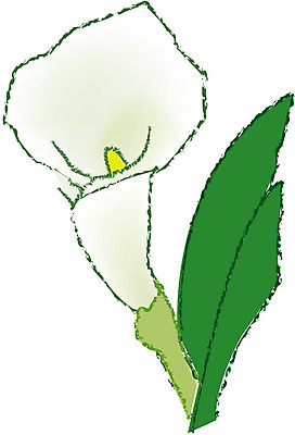 EPS 클립아트 식물 꽃잎 꽃 화초 줄기 컬러 잎 한송이 일러스트 여름꽃 자연 초록색 장미 흰색 카라 칼라꽃 국내일러스트 1 생태계 송이 파일형식 벡터 여름_계절