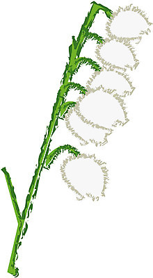 EPS 클립아트 식물 꽃잎 꽃 화초 줄기 여러송이 잎 일러스트 초록색 흰색 금낭화 방울꽃 국내일러스트 컬러 다수 파일형식 벡터