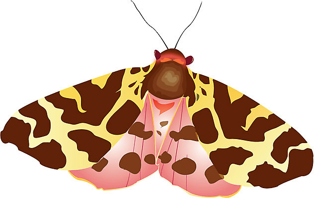 EPS 클립아트 동물 캐릭터 동물캐릭터 곤충 절지류 일러스트 사람없음 나방 일러캐릭터 파일형식 벡터