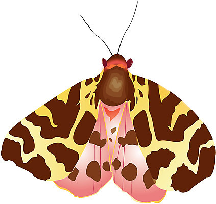 EPS 클립아트 동물 캐릭터 동물캐릭터 곤충 절지류 일러스트 사람없음 나방 일러캐릭터 파일형식 벡터