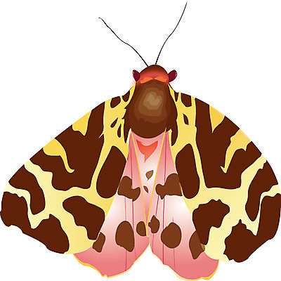 EPS 클립아트 동물 캐릭터 동물캐릭터 곤충 절지류 일러스트 사람없음 나방 일러캐릭터 파일형식 벡터