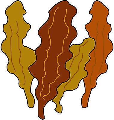 EPS 식물 일러스트 조류 사람없음 해조류 해양식물 미역 곰피 국내일러스트 동물 수중식물 파일형식 벡터