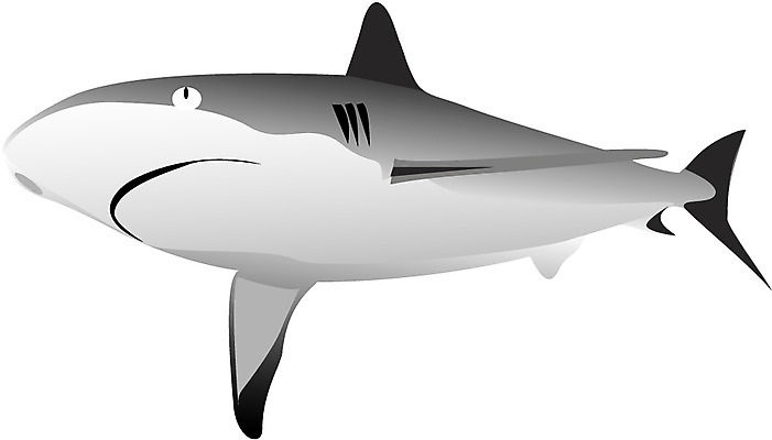 EPS 클립아트 동물 척추동물 한마리 일러스트 어류 사람없음 상어 백상어 악상어목 국내일러스트 1 수중동물 파일형식 벡터