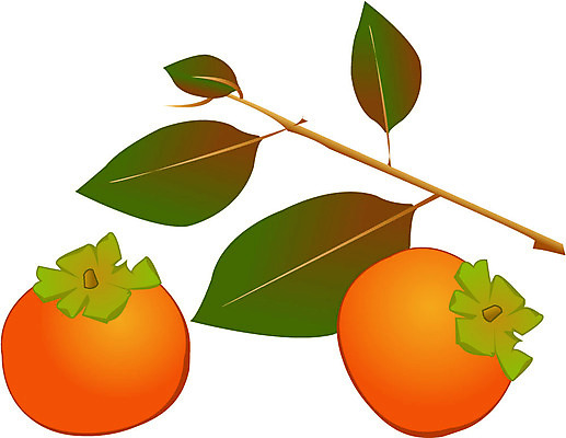 EPS 클립아트 식물 열매 과일 일러스트 감 사람없음 초록색 농작물 주황색 감나무 추분 연시 국내일러스트 나무 컬러 농업 절기 파일형식 벡터