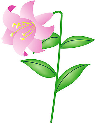 EPS 클립아트 식물 꽃잎 꽃 화초 줄기 분홍색 잎 일러스트 여름꽃 사람없음 초록색 백합 순수 나리 국내일러스트 컬러 컨셉 파일형식 벡터 여름_계절