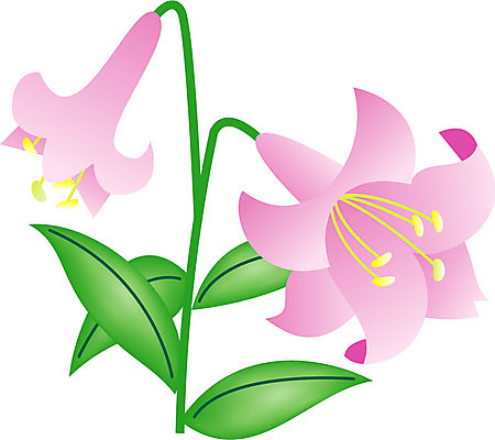 EPS 클립아트 식물 꽃잎 꽃 화초 줄기 분홍색 잎 일러스트 여름꽃 사람없음 초록색 백합 순수 나리 국내일러스트 컬러 컨셉 파일형식 벡터 여름_계절