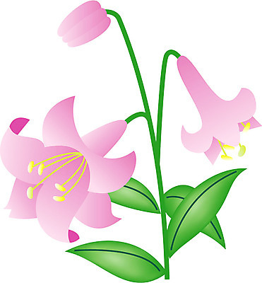 EPS 클립아트 식물 꽃잎 꽃 화초 줄기 분홍색 잎 일러스트 여름꽃 사람없음 초록색 백합 순수 나리 국내일러스트 컬러 컨셉 파일형식 벡터 여름_계절