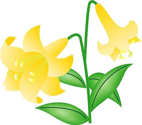 EPS 클립아트 식물 꽃잎 꽃 화초 줄기 잎 일러스트 여름꽃 사람없음 초록색 노란색 백합 순수 나리 국내일러스트 컬러 컨셉 파일형식 벡터 여름_계절