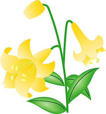 EPS 클립아트 식물 꽃잎 꽃 화초 줄기 잎 일러스트 여름꽃 사람없음 초록색 노란색 백합 순수 나리 국내일러스트 컬러 컨셉 파일형식 벡터 여름_계절