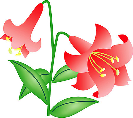 EPS 클립아트 식물 꽃잎 꽃 화초 줄기 잎 일러스트 여름꽃 사람없음 빨간색 초록색 노란색 백합 순수 나리 국내일러스트 컬러 컨셉 파일형식 벡터 여름_계절