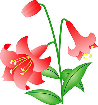 EPS 클립아트 식물 꽃잎 꽃 화초 줄기 잎 일러스트 여름꽃 사람없음 빨간색 초록색 노란색 백합 순수 나리 국내일러스트 컬러 컨셉 파일형식 벡터 여름_계절