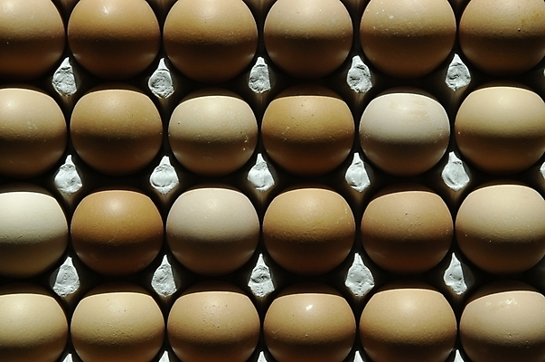 포토 JPG 스튜디오촬영 음식 식재료 재료 실내 근접촬영 사람없음 하이앵글 계란 알 여러개 계란판 날계란 한판 국내포토 1 뷰포인트 다수 내부 파일형식